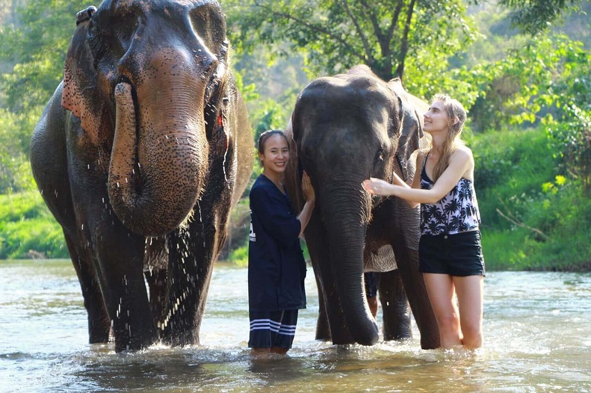 Best Elephant Sanctuary in Chiang Mai