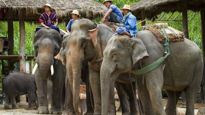 Best Elephant Sanctuary in Chiang Mai: An Unforgettable Experience with Gentle Giants