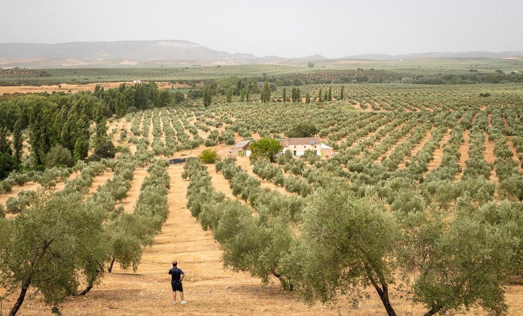 Olive Orchards is Spain's Most Famous Product