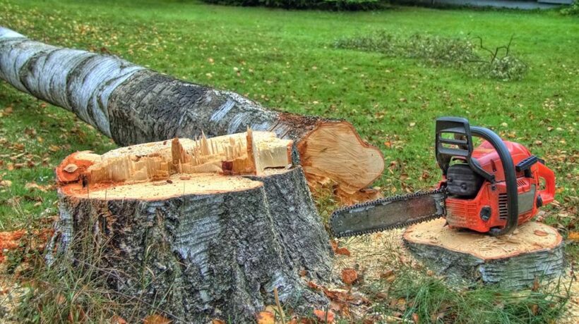 What is Felling Method: Unveiling the Power Behind Efficient Tree Removal