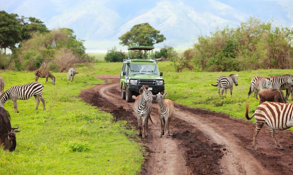Top Destinations for Solo Safaris