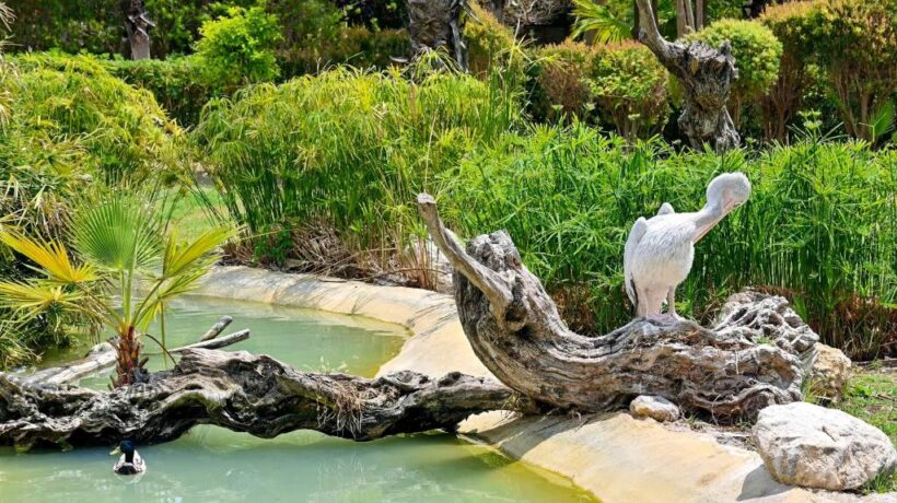 How to Get into Scottish Isle Bird Sanctuaries