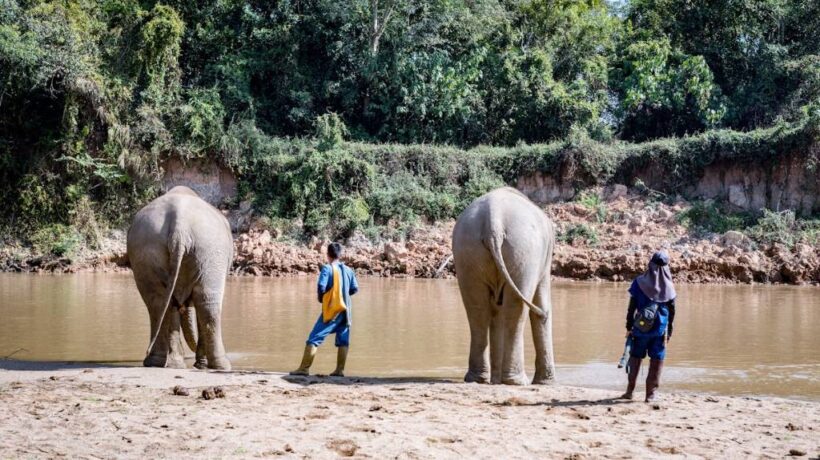 Discovering Ethical Elephant Tourism: Your Complete Guide to the Best Elephant Sanctuary in Chiang Mai