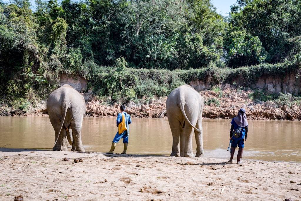 ethical elephant tourism